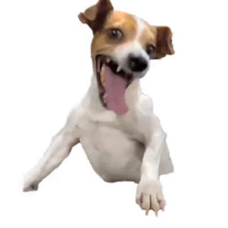 tiktok-memes-telegram-video-stickers